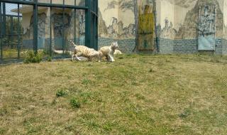 无锡动物园年卡398和528的区别 无锡动物园门票团购