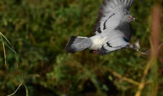 野生鸽子是几级保护动物 野鸽子结局