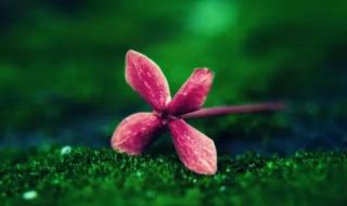 爱上了有夫之妇放下是最好的成全 有一种爱叫做成全